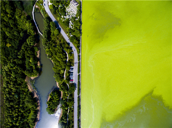 p50 2016 年6 月5 日，江苏无锡，太湖蓝藻暴发，放眼望去水面一片绿，远望如同漫无边际的草原。
