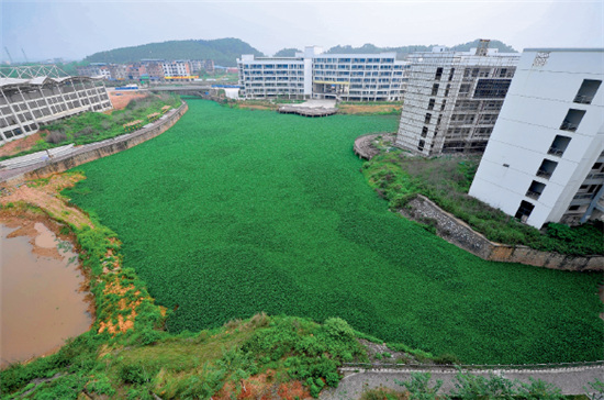 p53-1 2016 年4 月14 日，广西财经学院相思湖校区内，有一片水域长满了水葫芦，放眼望去整个湖面如同一个“大草坪”。
