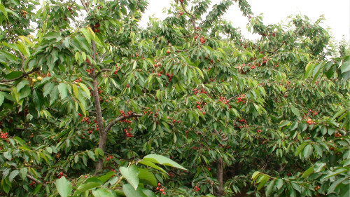 三门峡市阳平镇:加快产业扶贫基地建设 助力精