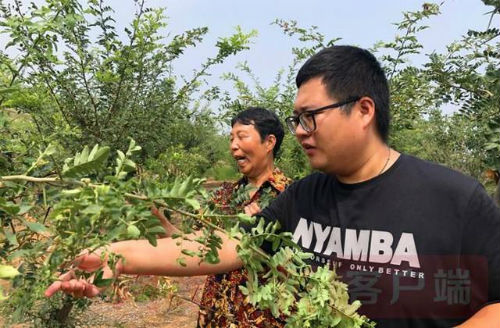 彭繁星在传授皂角树种植技术