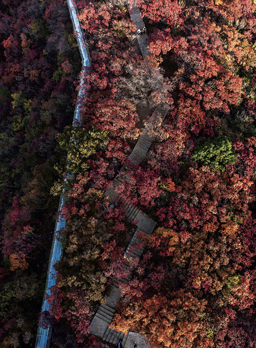 52 山东省淄博市博山区的九龙峪迎来一年之中最美 前来休闲观光。的季节，红叶绵延数十里，将大山装点成