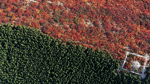 53-2 每年这个季节，位于济南二环南路附近的蝎子山，都会出现半山青翠半山红的奇特景色。