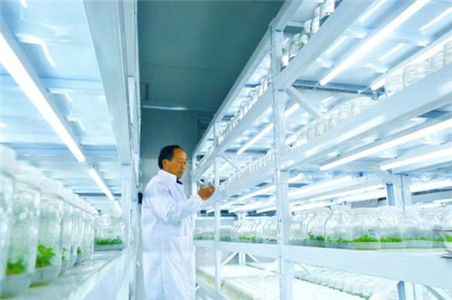 五头镇易发公司樱桃基地组培实验室