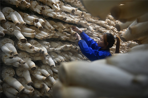 青要山镇万吨食用菌项目