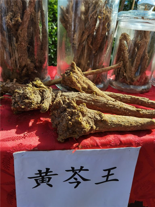 澄城中药材高质量发展大会现场观摩活动举行