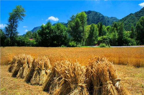 山山而川 夏之盛极 今日,大暑 温热的南风一场一场 吹熟了南乡的麦子