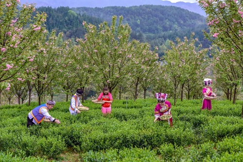 重庆秀山巩固脱贫成果实施乡村振兴