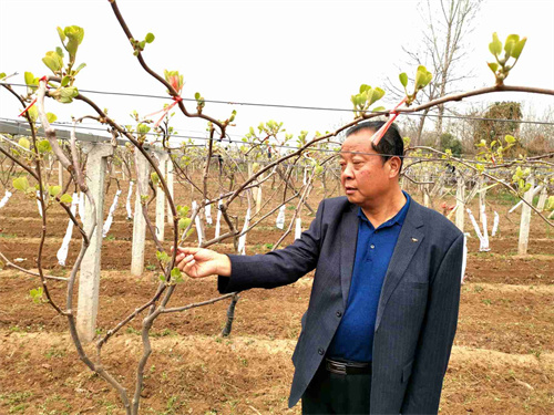 独臂果王韩宏彬乡村振兴带头人