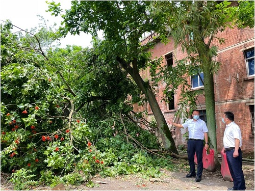 街道党工委书记刘世斌现场指导社区处理倒塌树木