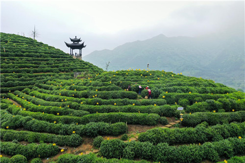 安徽名茶价格排行榜_安徽名茶相继上市价格上涨品质提高