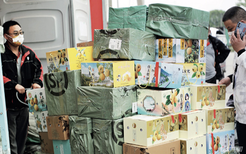 51 苏州快递助力“东山枇杷”经济，数以千计的东山白沙枇杷装箱启运。