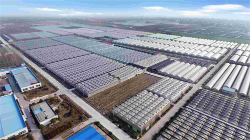 扬州市江都区“吴桥菜篮子基地”春节期间销售蔬果1500吨