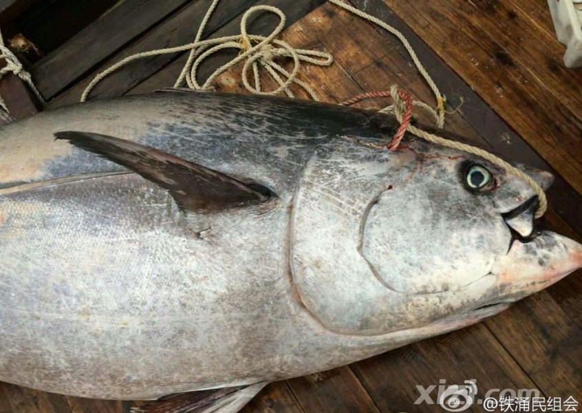 广东渔民捕获680斤重金枪鱼 或价值上千万元