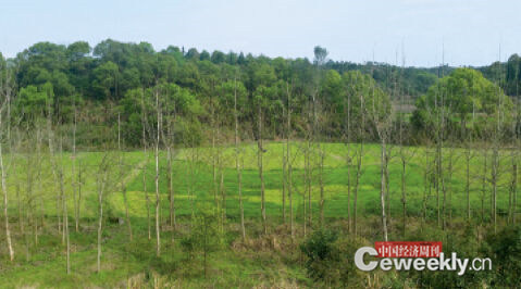 p38-苏荣在江西任职期间开展的造林绿化工程，被中央巡视组批为“脱离实际”、“好大喜功”图为一些地方为完成任务，直接在农田里种上了树。《中国经济周刊》记者 董显苹 摄