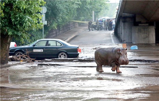 6月14日，格鲁吉亚第比利斯，一头河马在街头游荡。暴雨导致的破坏令当地动物园中的动物逃至街头。