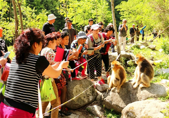 游客在熊猫谷景区亲近国宝