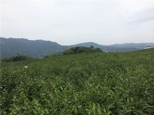 生态老土茶广袤无垠的茶园