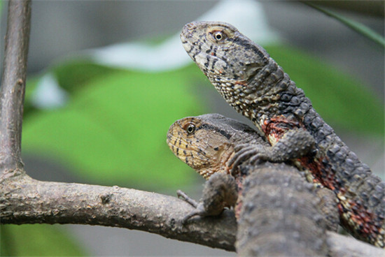p41-1+大桂山保护区的鳄蜥