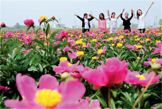 p102-2春天来临，亳州市花芍花盛开，吸引许多游人前来观赏