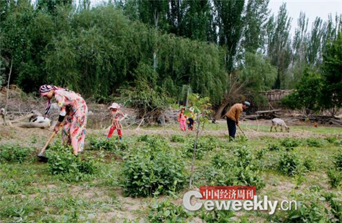 P58-麦盖提县 5 乡 11 村的维吾尔族农民在为金银花锄草 《中国经济周刊》记者 韩文 I 摄