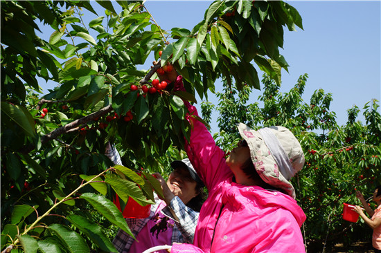 市民在北京郑佳生态园采摘樱桃