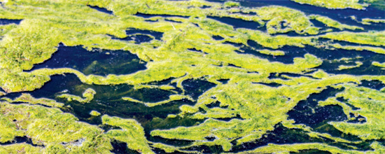 p51-3 2016 年2 月24 日，河南省鹤壁市浚县白寺乡大王庄村西北侧的共产主义渠内出现绿藻，水面一片碧绿。
