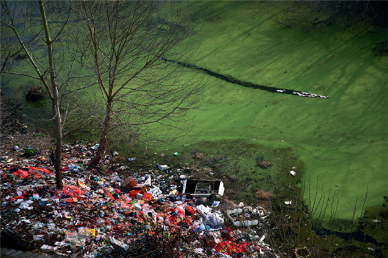 p52-2 2016 年2 月3 日， 湖北省监利县龚场镇新庄村，几只鸭子在铺满绿藻的河道里觅食，岸边堆放着生活垃圾。