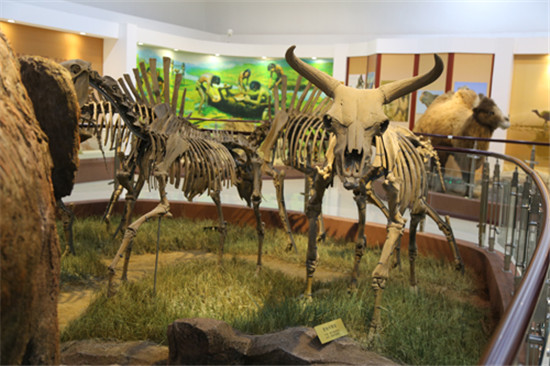 青冈县第四纪古生物化石博物馆展出的王氏水牛化石