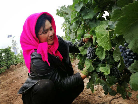“一带一路”战略为甘肃省葡萄酒产业带来黄金发展机遇。