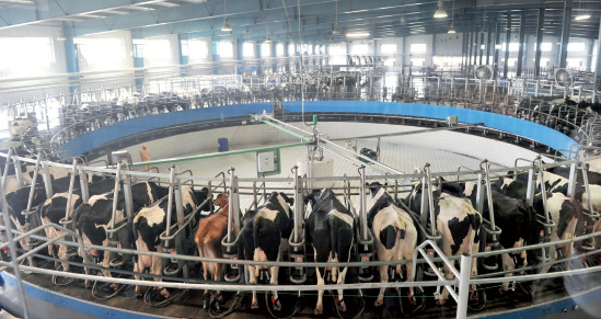 p39 现代牧业肥东牧场通过转盘式挤奶机完成对奶牛的挤奶工作 CFP