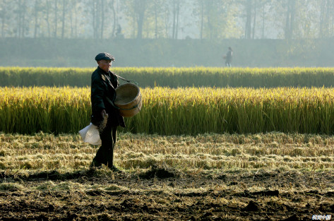 p50 2016年11月6日，江苏淮安袁集乡农民视觉中国在收割水稻。
