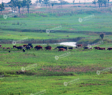 p28(3)附近农户在荒地上放养牛群。