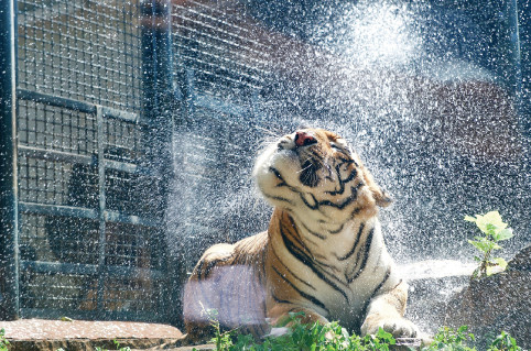 p43(1) 7 月12 日，济南动物园的东北虎在“冲凉”解暑。