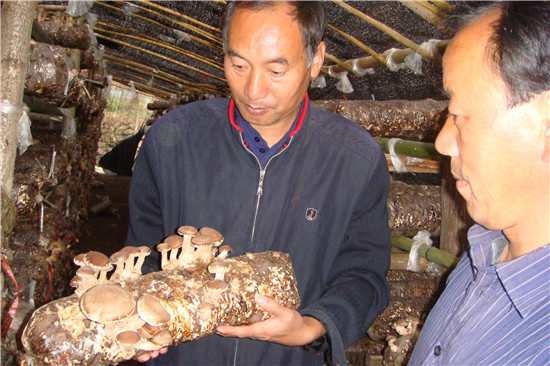 科技专家为贫困山区农户指导香菇种植