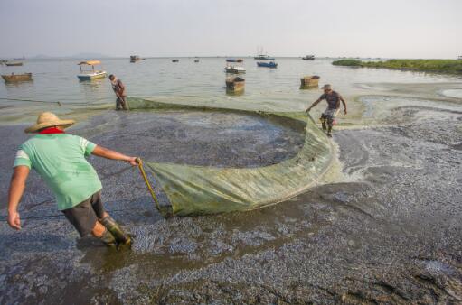 p30-3 2017 年7 月26 日，安徽合肥，工人在打捞巢湖蓝藻。此次中央环保督察组反馈称，合肥市“以保护之名，行开发之实”。