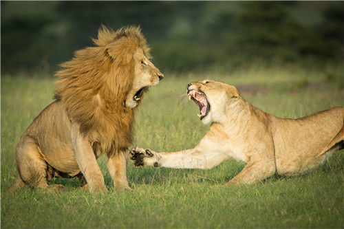37 肯尼亚马赛马拉国家公园，一只雌狮对它的配偶吼叫。在多天的交配并伴随食物和睡眠不足的情况下，这对狮子显得暴躁不安。图片来源：视觉中国