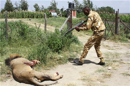 39-1 当地时间2016年3月30日，一头狮子从肯尼亚安波塞利国家公园跑出，袭击并致伤一名当地居民。捕捉计划失败后，肯尼亚野生动物管理局人员持枪将狮子射杀。图片来源：视觉中国