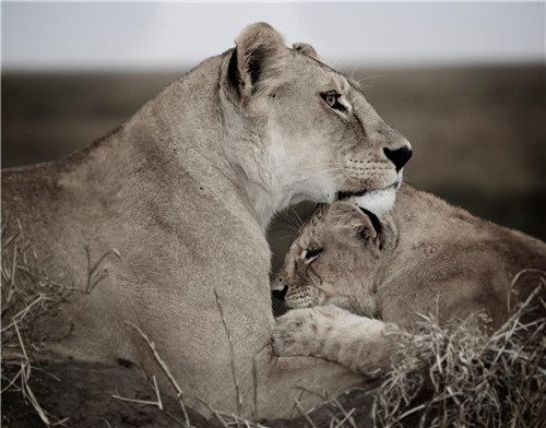 38 英国摄影师加里·罗伯茨拍摄的狮子母亲和幼崽。罗伯茨称，如今非洲狮的数量相比20多年前他来非洲时减少了近90%。图片来源：视觉中国