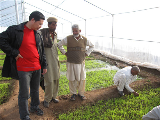 张春银董事长指导巴基斯坦农民种植耐盐作物