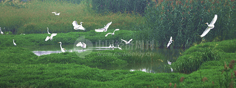 P38 白鹭在萧太后河附近嬉戏。当地居民说，从7月底开始，在附近落脚的白鹭越来越多，清晨时几乎是“漫天飞舞”。