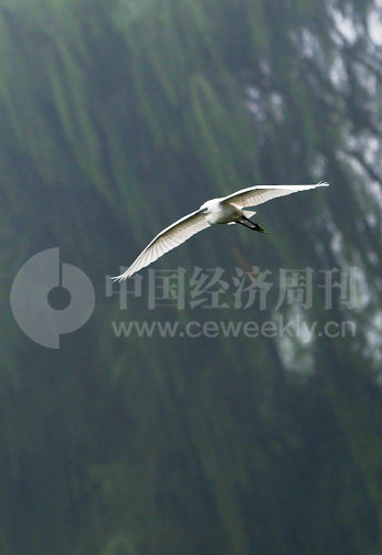 P40 在空中滑翔的白鹭，姿态优美。过去的“牛奶河”如今成为白鹭窝。