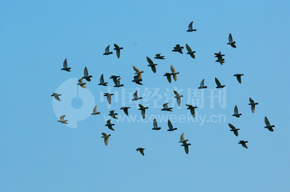 P41 萧太后河的整治行动，不仅带来了白鹭，还有众多其他鸟类。