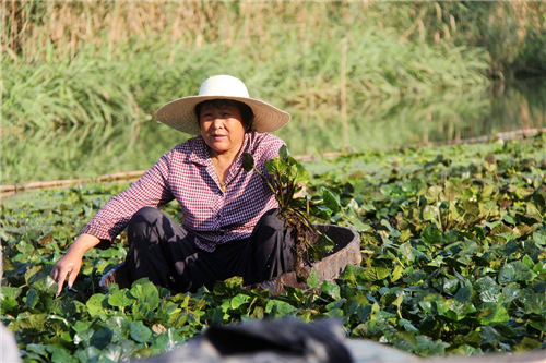 扬州运河小镇邵伯初秋收获菱角