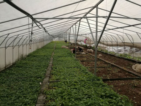 红古区马铃薯育种基地。摄影 李开南
