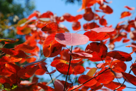 秋意渐浓，汝州大峪满山红叶惹人醉。