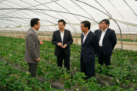 2、句容农商行董事长朱安顺向香草莓种植专业户实地调研“普惠三农”情况