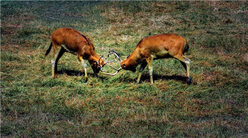 41 麋鹿原产于中国长江中下游沼泽地带，因其头像马、角像鹿、颈像骆驼、尾像驴，被称为“四不像”。由于