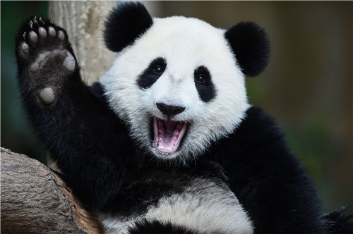 43 大熊猫已在地球上生存了至少800 万年，被誉为“中国国宝”，是世界生物多样性保护的旗舰物种。虽