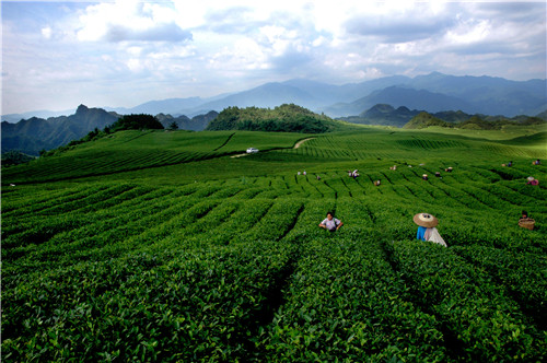 茶叶种植已是当地支柱产业