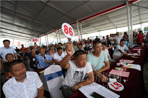 31 虾王、虾后的拍卖现场，人们竞相举牌。